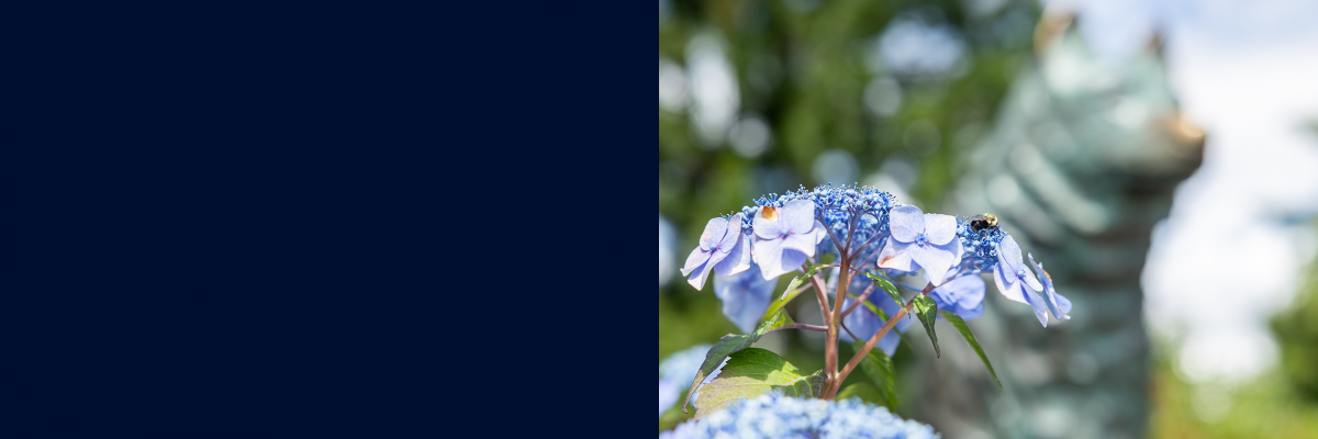 A bumble bee pollinates the hydrangea bush flowers that sit next to the Jonathan statue on July 1, 2024. (Sydney Herdle/UConn Photo)